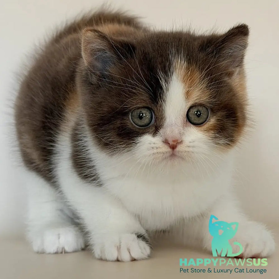 Hikari British Shorthair female chocolate tortie bicolour - live animals