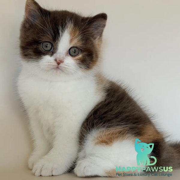 Hikari British Shorthair female chocolate tortie bicolour - live animals
