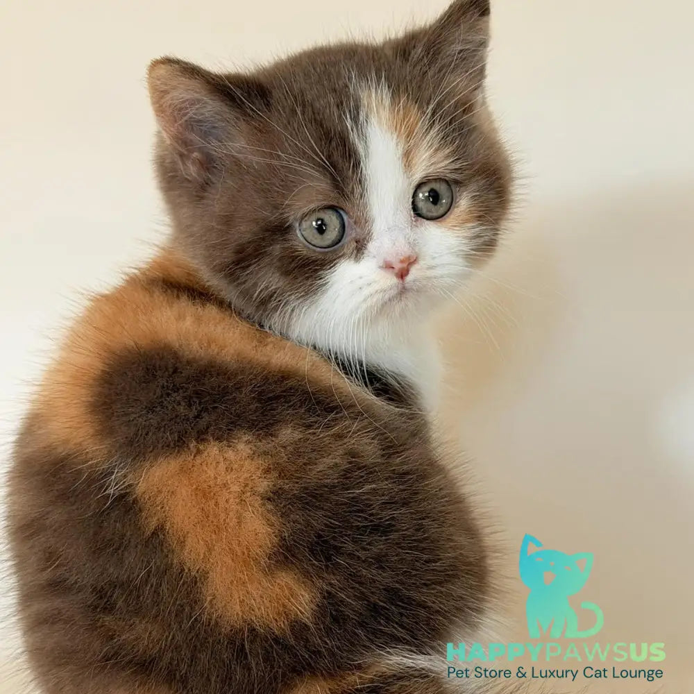 Hikari British Shorthair female chocolate tortie bicolour - live animals
