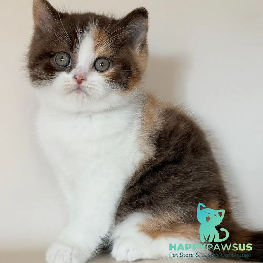 Hikari British Shorthair female chocolate tortie bicolour - live animals