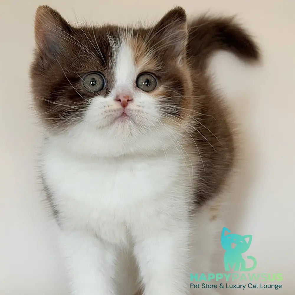 Hikari British Shorthair female chocolate tortie bicolour - live animals