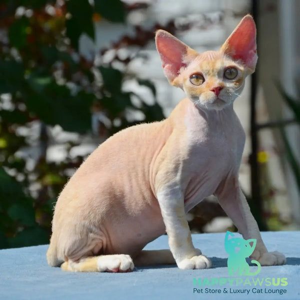 Hilary Devon Rex female red silver spotted tabby bicolour - live animals