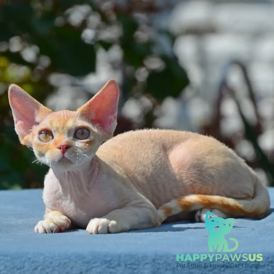 Hilary Devon Rex female red silver spotted tabby bicolour - live animals
