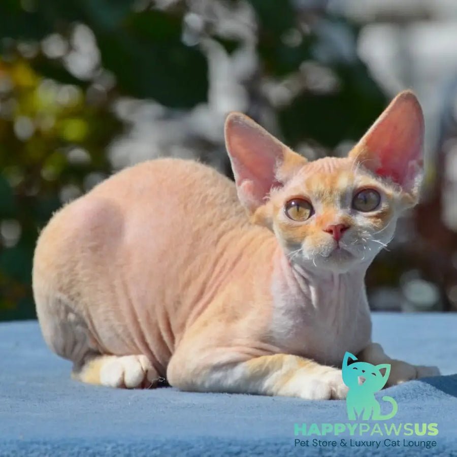 Hilary Devon Rex female red silver spotted tabby bicolour - live animals