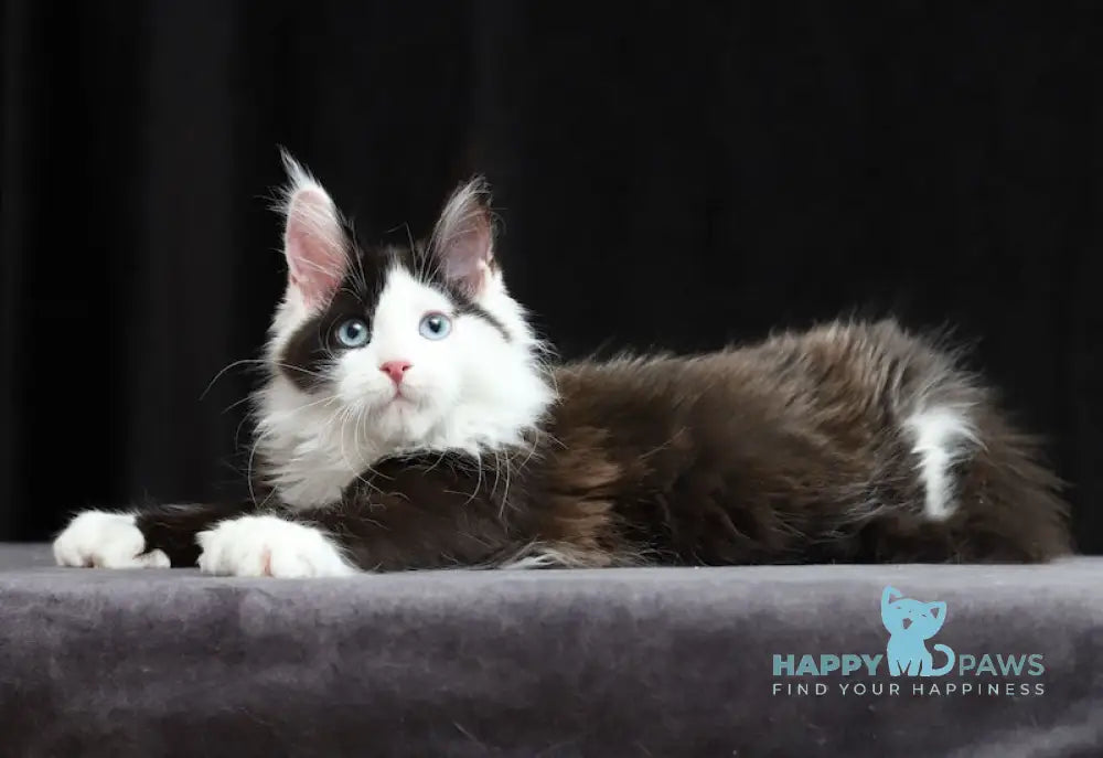 Hilary Maine Coon polydactyl female black bicolour live animals