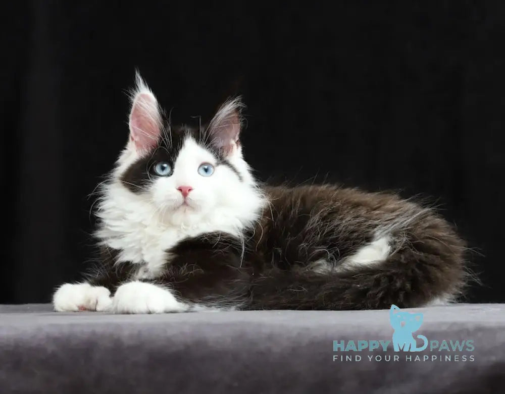 Hilary Maine Coon polydactyl female black bicolour live animals