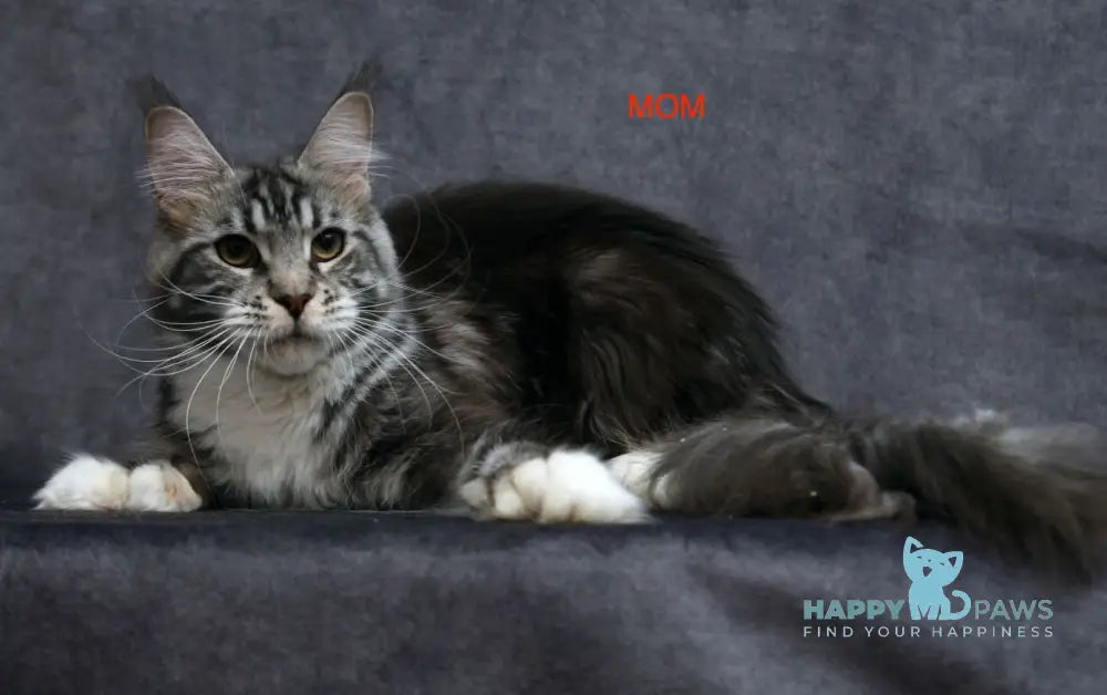 Hilary Maine Coon polydactyl female black bicolour live animals
