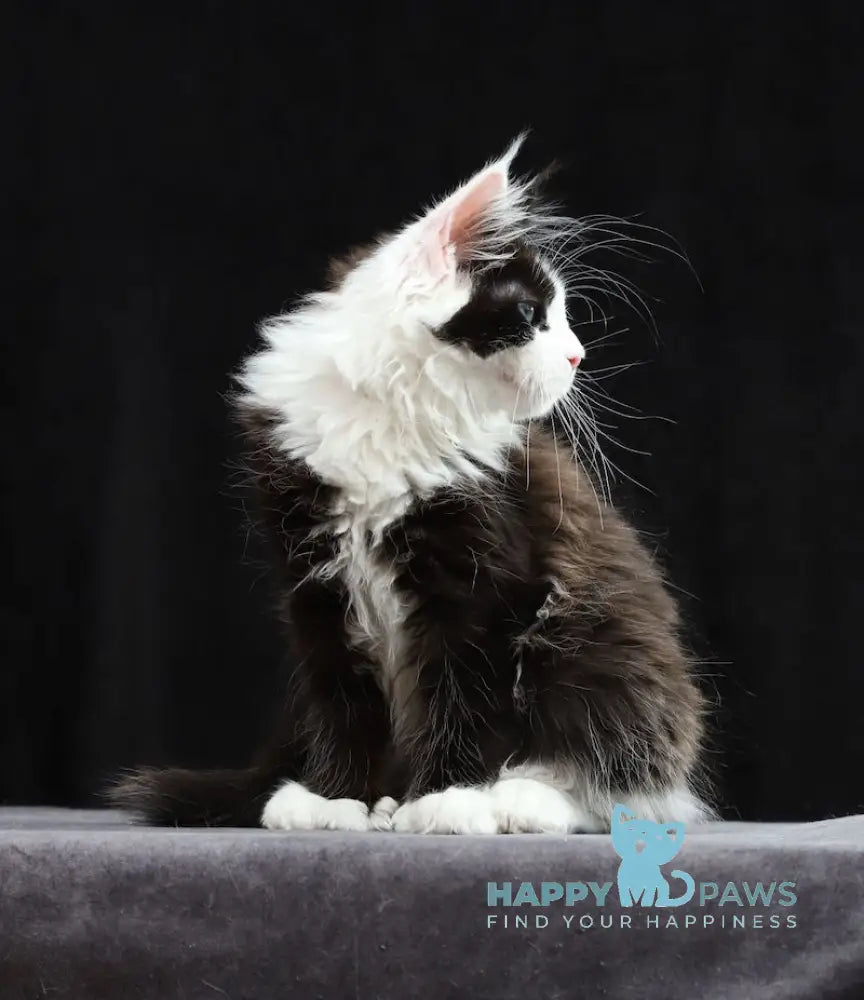 Hilary Maine Coon polydactyl female black bicolour live animals
