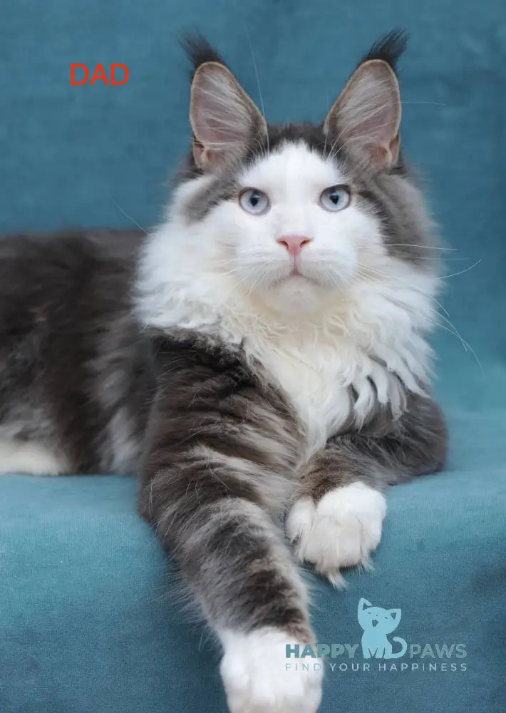 Hilary Maine Coon polydactyl female black bicolour live animals