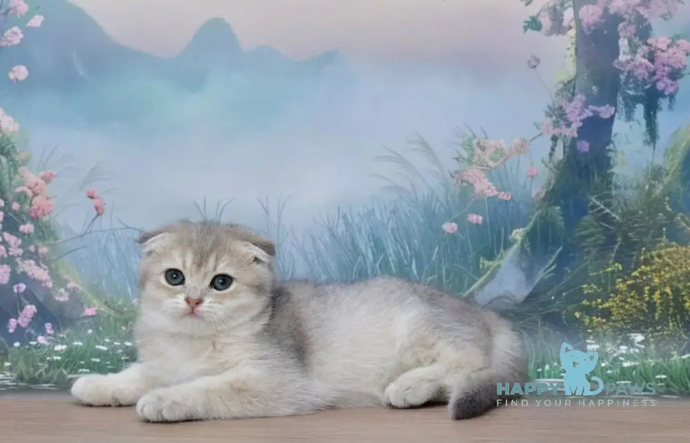 Hilary Scottish Fold female blue golden shaded live animals