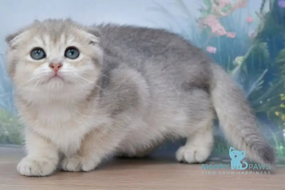Hilary Scottish Fold female blue golden shaded live animals
