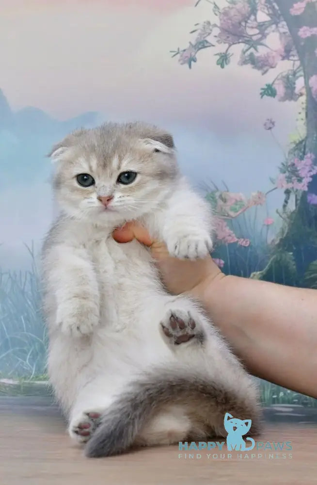 Hilary Scottish Fold female blue golden shaded live animals