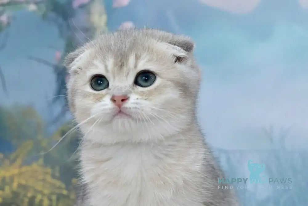 Hilary Scottish Fold female blue golden shaded live animals