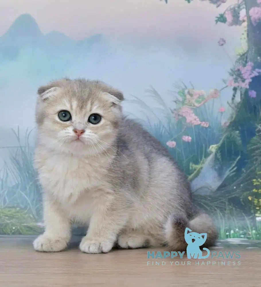 Hilary Scottish Fold female blue golden shaded live animals