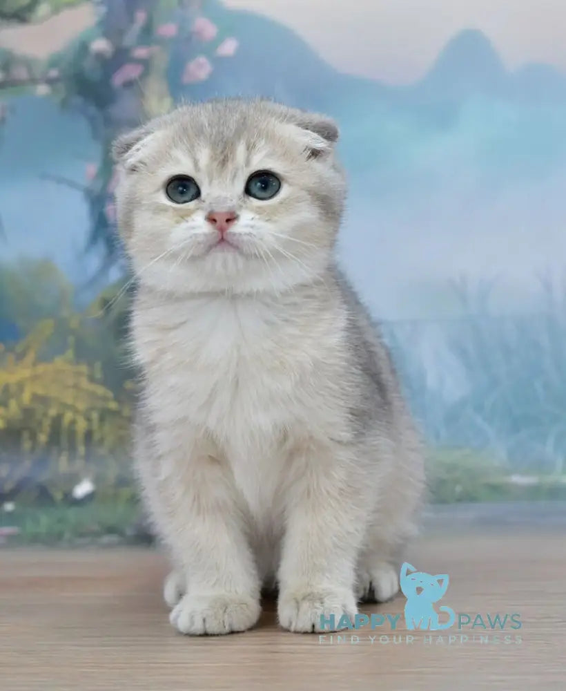 Hilary Scottish Fold female blue golden shaded live animals