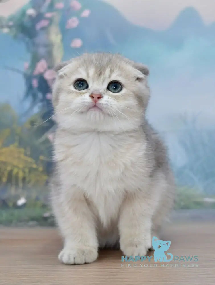 Hilary Scottish Fold female blue golden shaded live animals