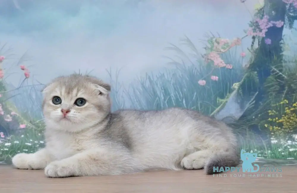 Hilary Scottish Fold female blue golden shaded live animals