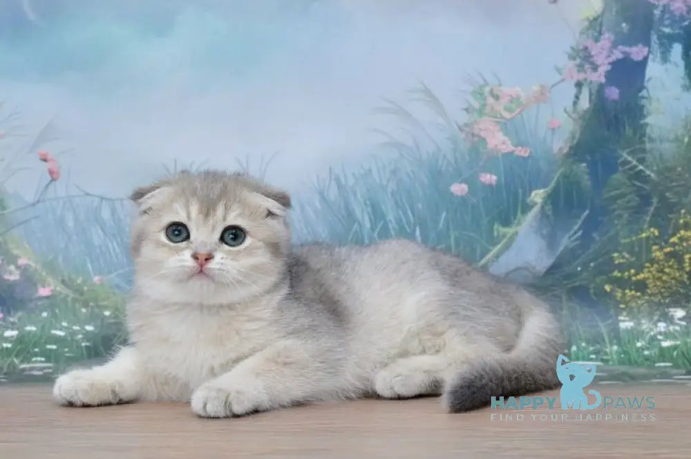 Hilary Scottish Fold female blue golden shaded live animals