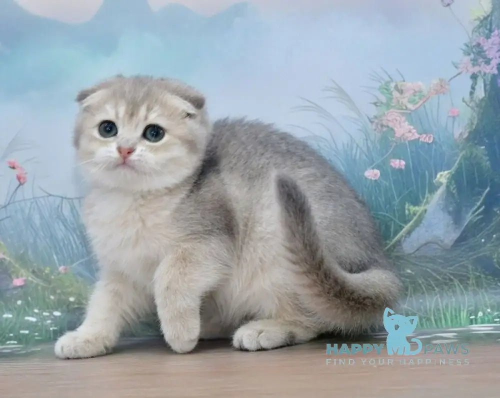 Hilary Scottish Fold female blue golden shaded live animals
