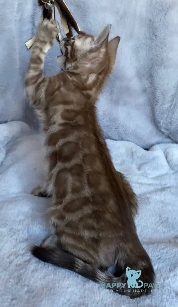 Hilda Bengal female black amber spotted tabby live animals