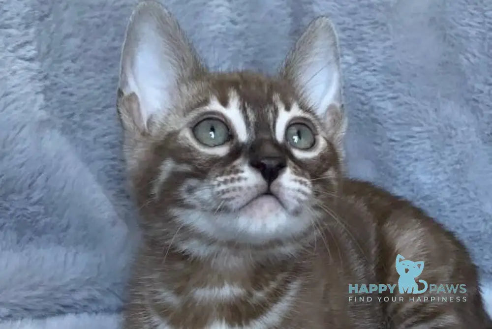 Hilda Bengal female black amber spotted tabby live animals