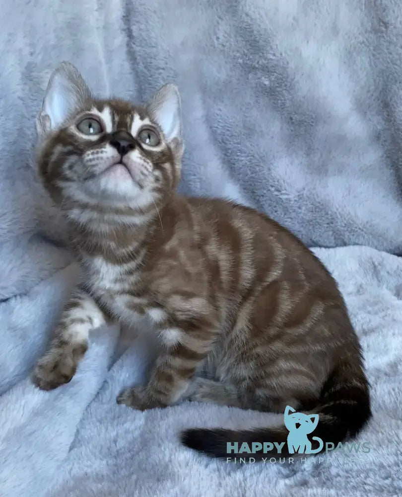 Hilda Bengal female black amber spotted tabby live animals