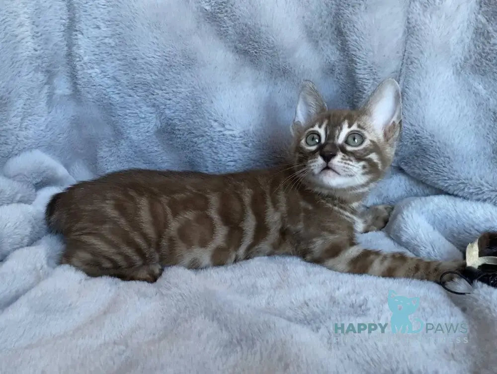 Hilda Bengal female black amber spotted tabby live animals