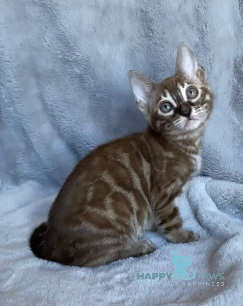 Hilda Bengal female black amber spotted tabby live animals