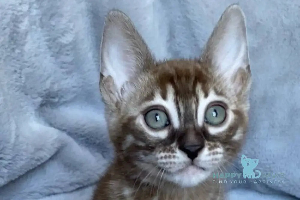 Hilda Bengal female black amber spotted tabby live animals