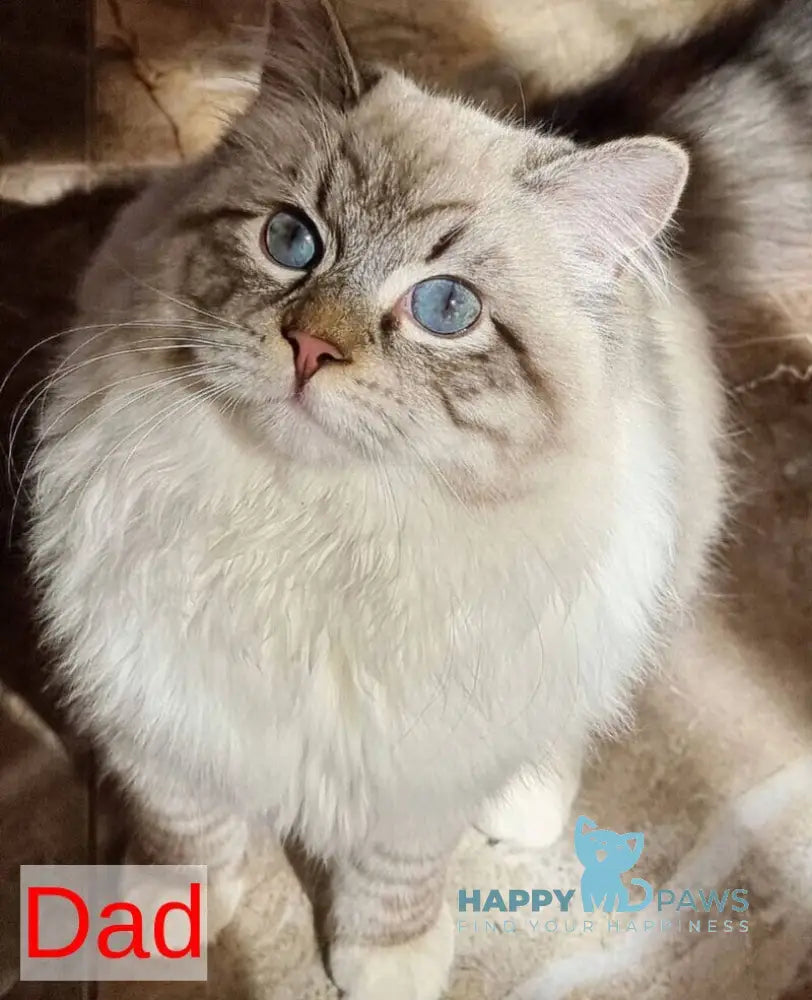Hilda Neva Masquerade female blue tabby pointed live animals