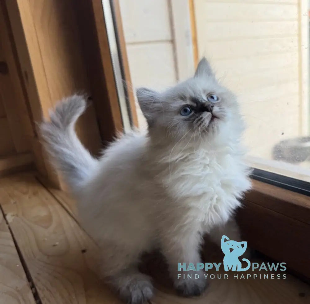 Hilda Neva Masquerade female blue tabby pointed live animals