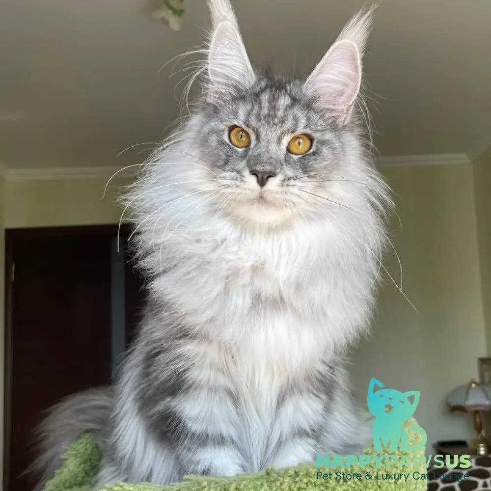 Hillary Maine Coon female black silver tabby - live animals