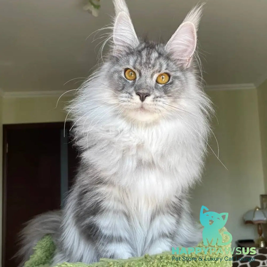 Hillary Maine Coon female black silver tabby - live animals