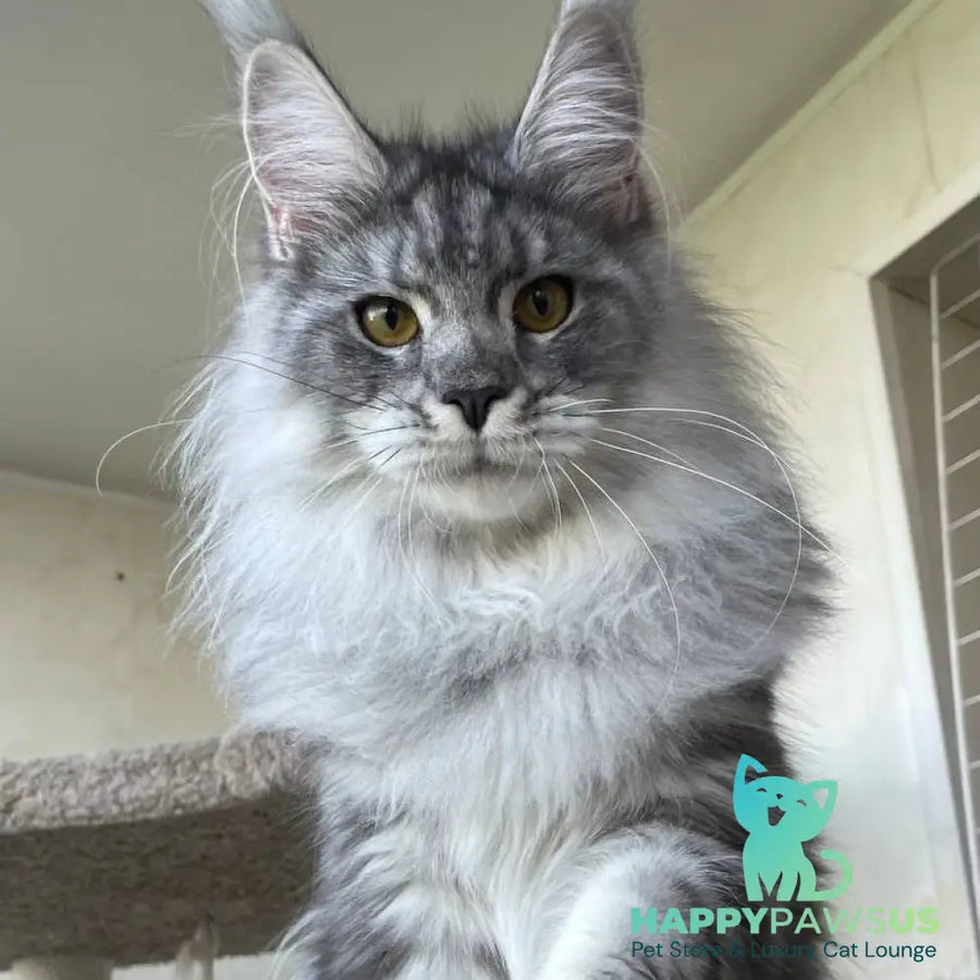 Hillary Maine Coon female black silver tabby - live animals