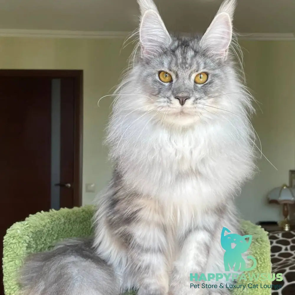 Hillary Maine Coon female black silver tabby - live animals