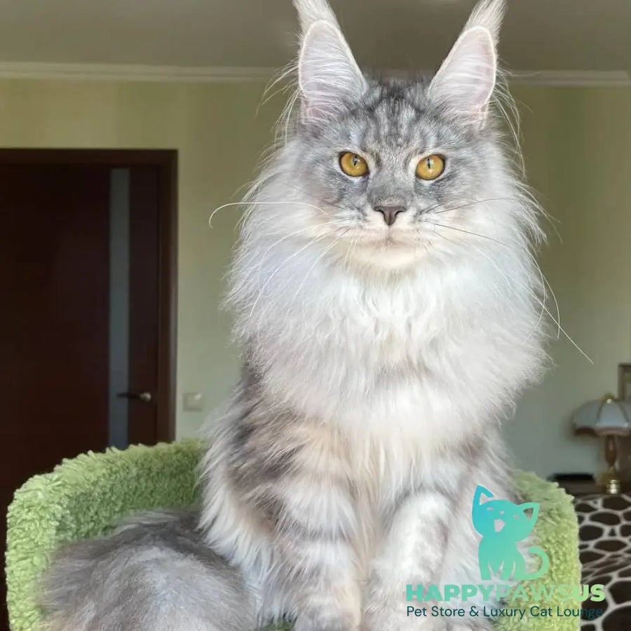 Hillary Maine Coon female black silver tabby - live animals