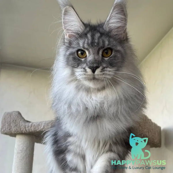 Hillary Maine Coon female black silver tabby - live animals