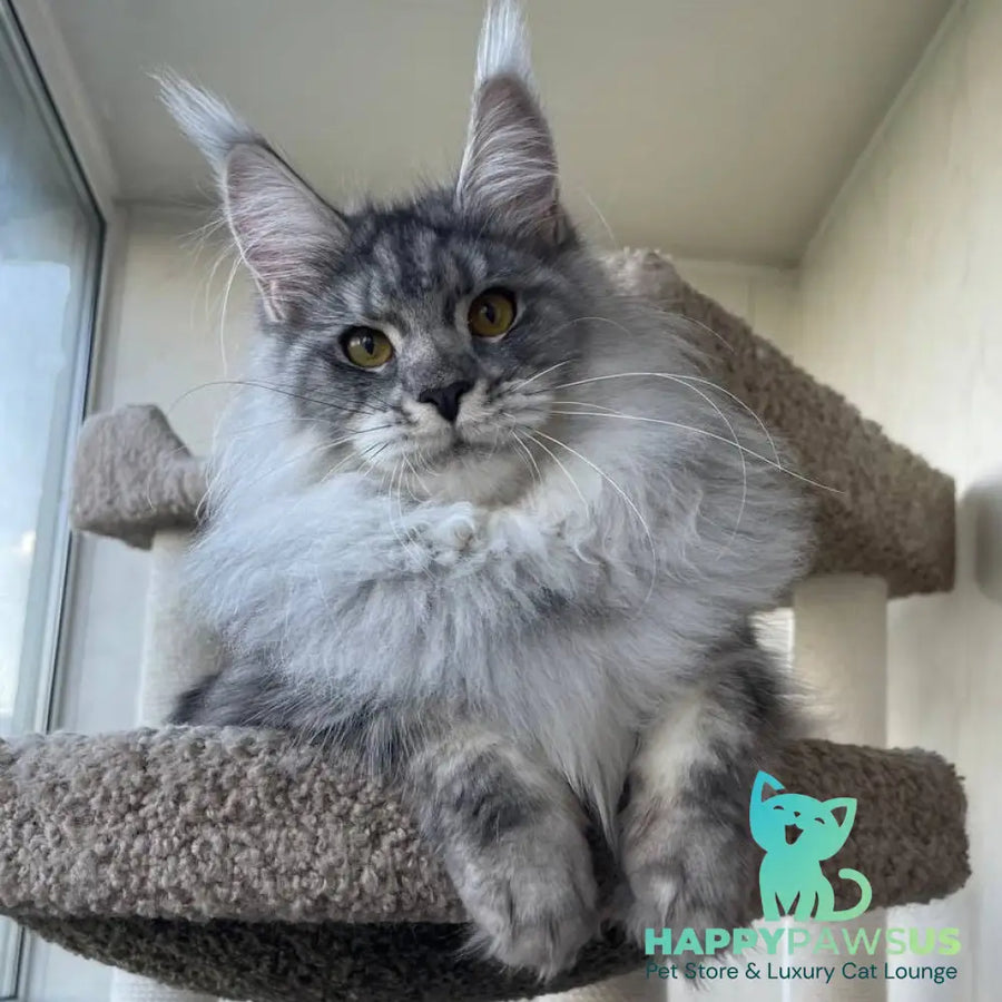 Hillary Maine Coon female black silver tabby - live animals