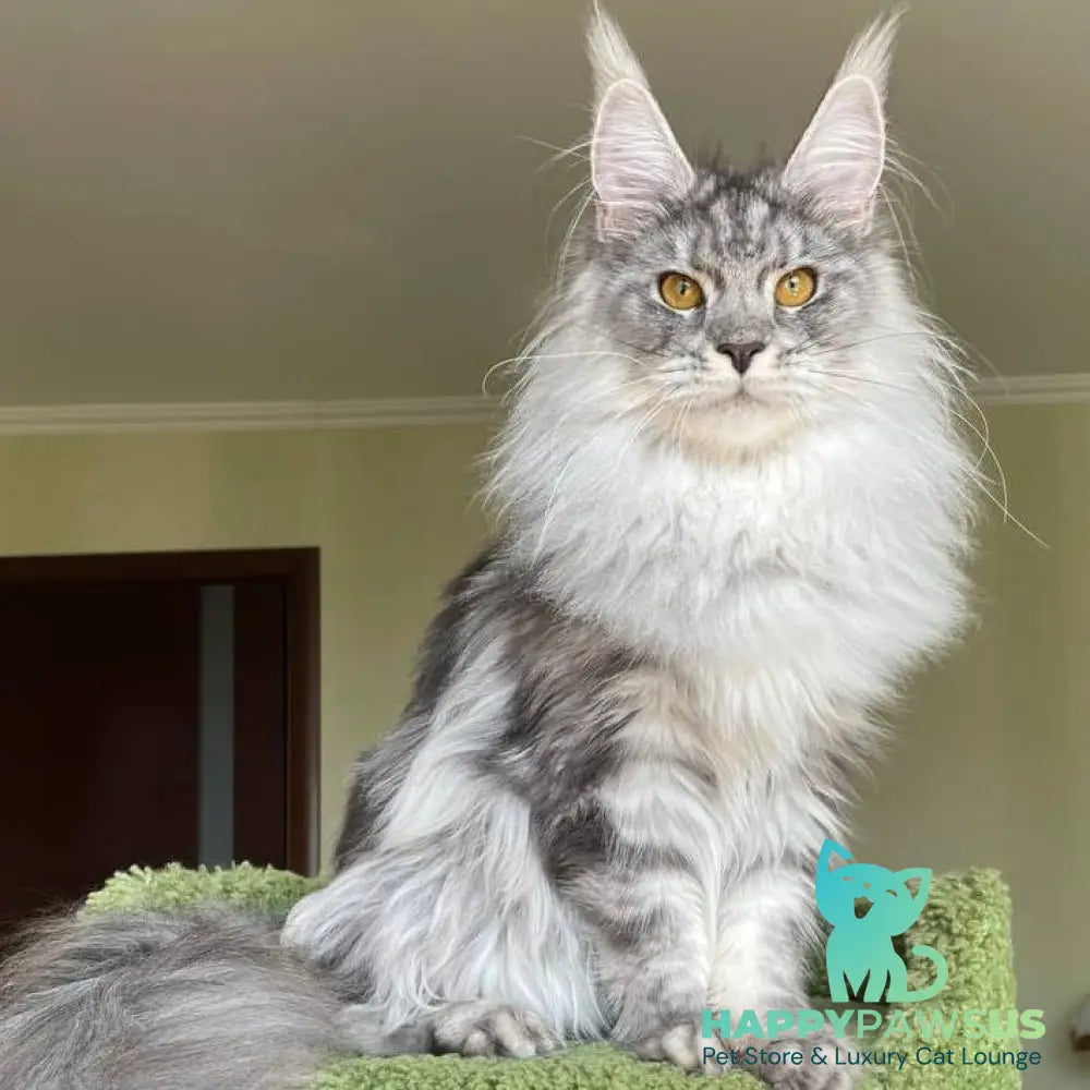 Hillary Maine Coon female black silver tabby - live animals