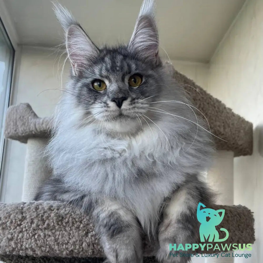 Hillary Maine Coon female black silver tabby - live animals