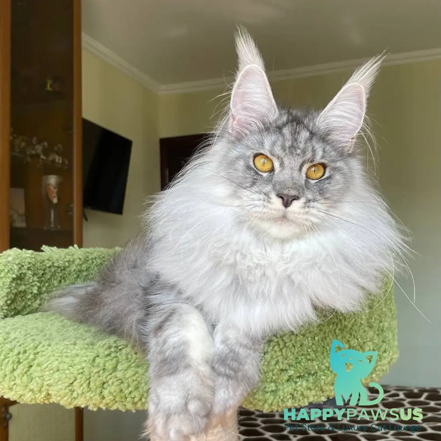 Hillary Maine Coon female black silver tabby - live animals