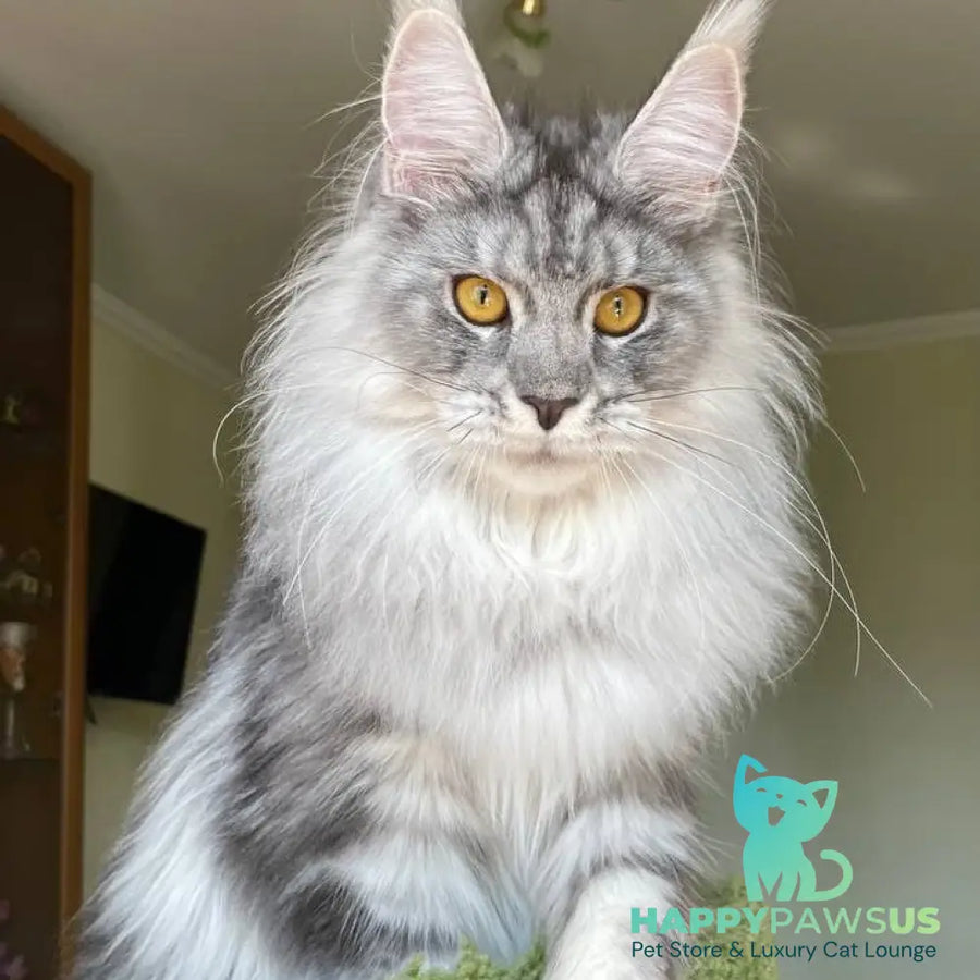 Hillary Maine Coon female black silver tabby - live animals