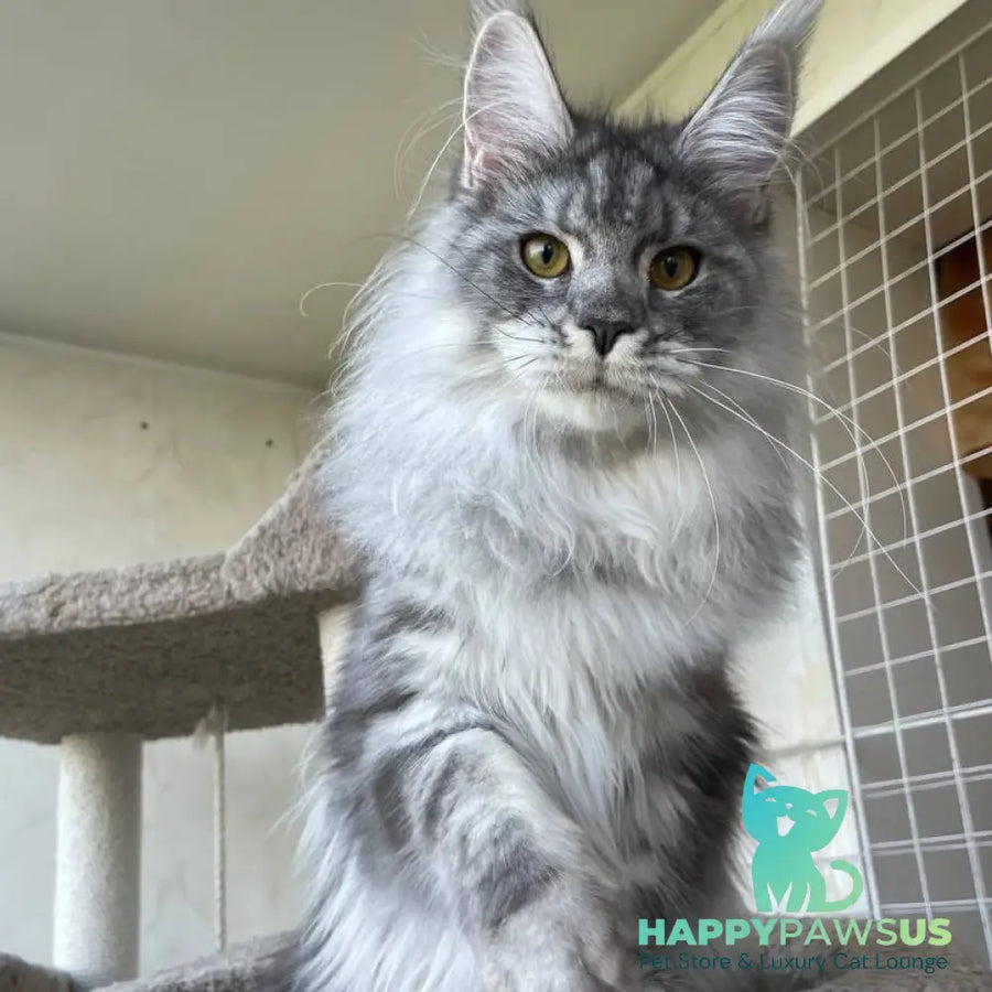 Hillary Maine Coon female black silver tabby - live animals