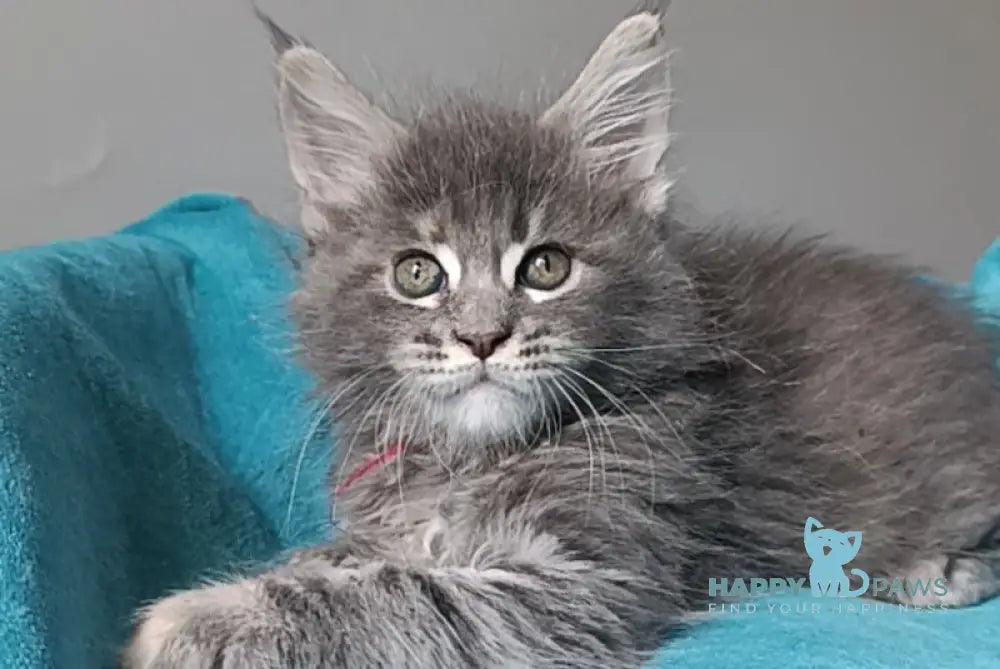 Hillary Maine Coon female blue tortie tabby live animals