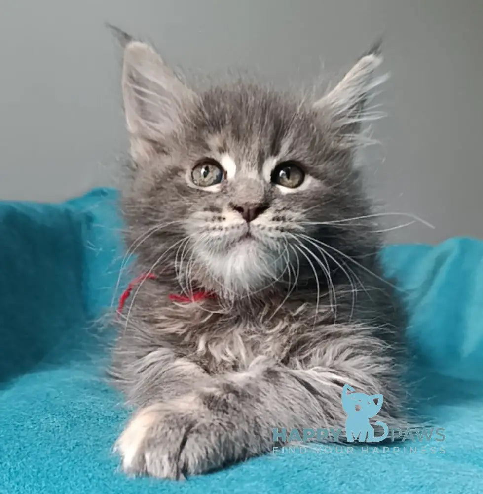 Hillary Maine Coon female blue tortie tabby live animals