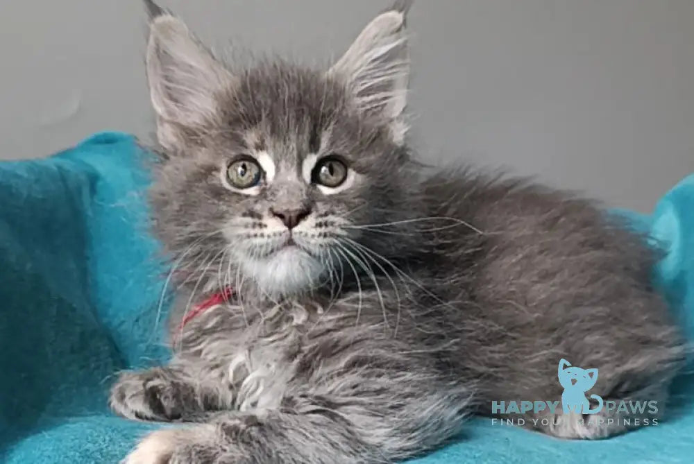 Hillary Maine Coon female blue tortie tabby live animals