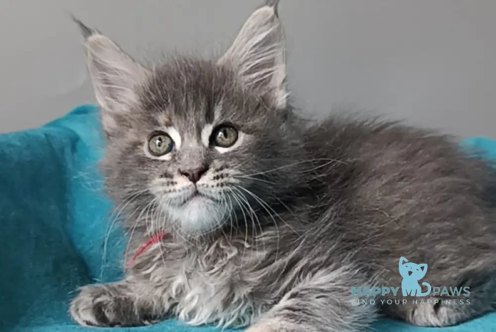 Hillary Maine Coon female blue tortie tabby live animals