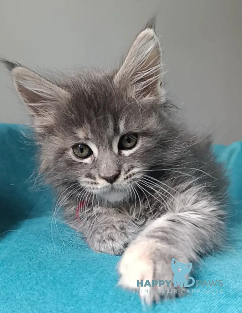 Hillary Maine Coon female blue tortie tabby live animals