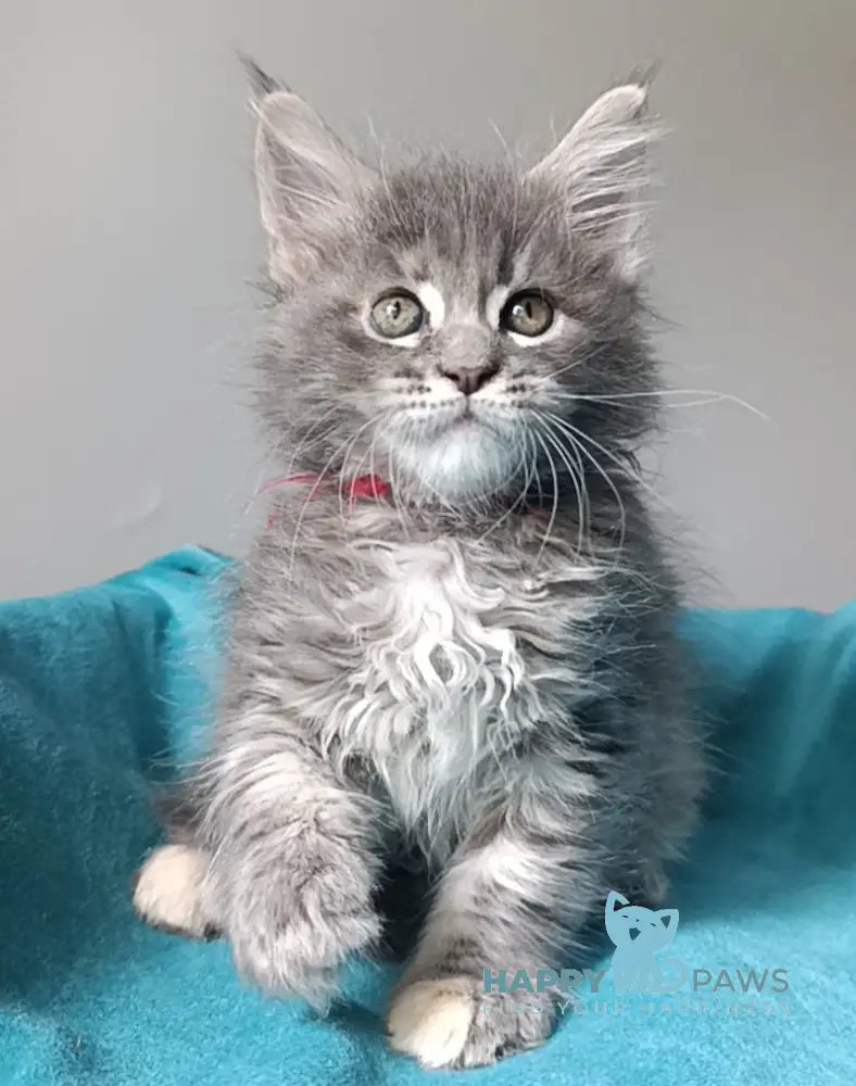 Hillary Maine Coon female blue tortie tabby live animals