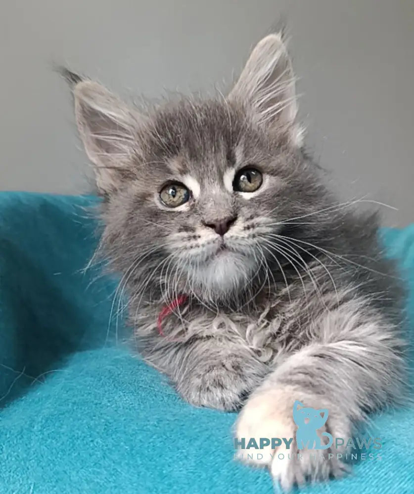 Hillary Maine Coon female blue tortie tabby live animals